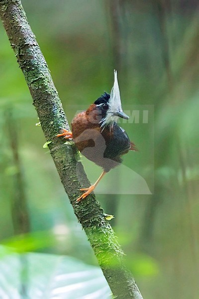 stock-image by Agami/Dubi Shapiro,