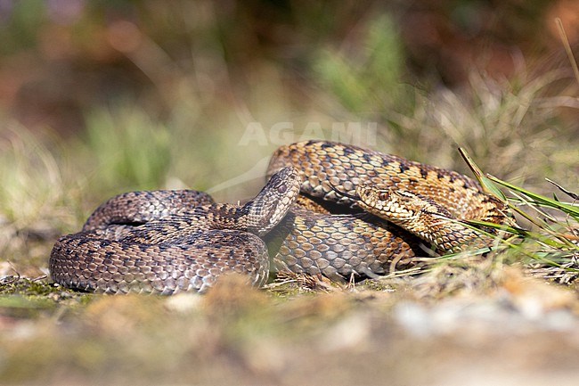 Adder (Vipera berus) taken the 31/07/2021 at Cherbourg-en-Cotentin - France. stock-image by Agami/Nicolas Bastide,