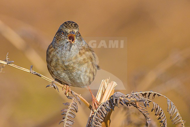 Dunnock (Prunella modularis) calling, perched on a stalk of ferns, with the ferns as background. stock-image by Agami/Sylvain Reyt,