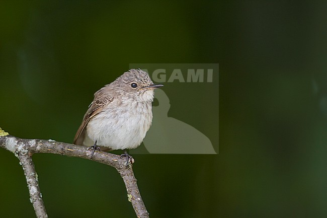 Spotted Flycatcher - Grauschnäpper - Muscicapa striata ssp. striata, Germany stock-image by Agami/Ralph Martin,