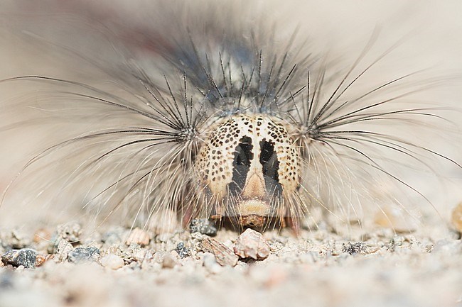 Lymantria dispar - Gypsy moth - Schwammspinner, Kyrgyzstan, caterpillar stock-image by Agami/Ralph Martin,