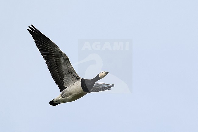 adult barnacle goose (branta leucopsis) in flight during autumn migration, found at Fehmarn at the Baltic Sea in Germany stock-image by Agami/Mathias Putze,