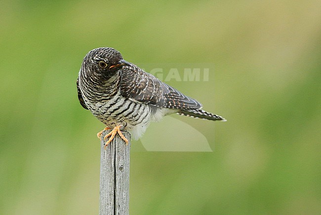 Immature Common Cuckoo (Cuculus canorus) during autumn migration in the Netherlands. Perched on a wooden pole. stock-image by Agami/Fred Visscher,