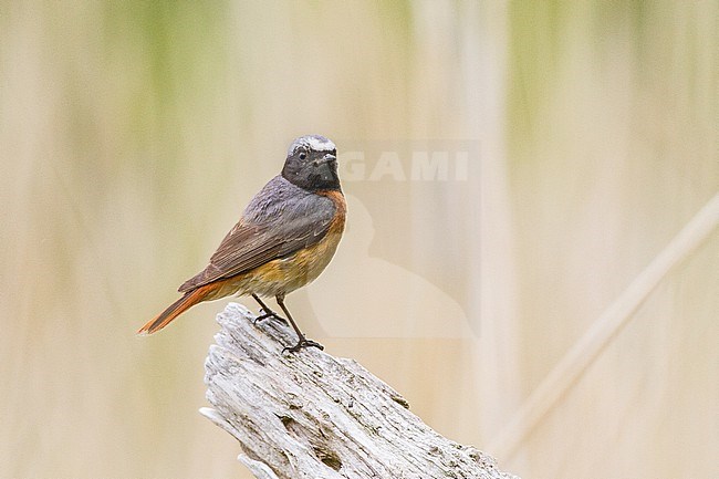 First summer, 2 cy, male Common Redstart, Phoenicurus phoenicurus, perched seen from the side.   stock-image by Agami/Menno van Duijn,