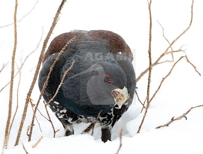 Male Western Capercaillie (Tetrao urogallus) during a cold winter in Northern Finland. Foraging on berries. stock-image by Agami/Marc Guyt,