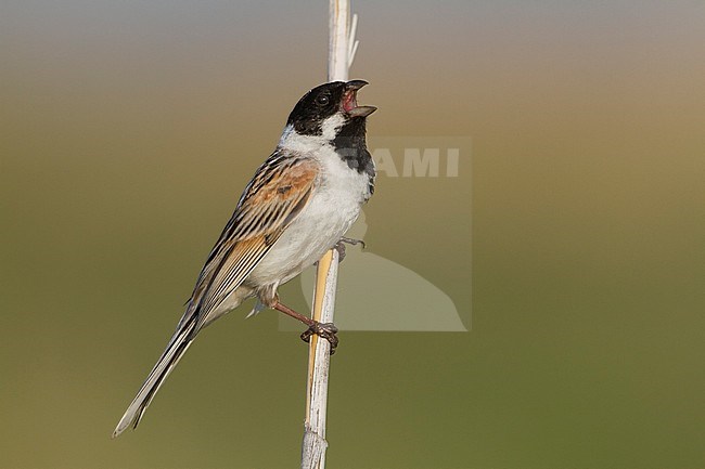 Thick-billed Reed Bunting (Emberiza schoeniclus ssp. pyrrhuloides), Kazakhstan, adult male singing stock-image by Agami/Ralph Martin,