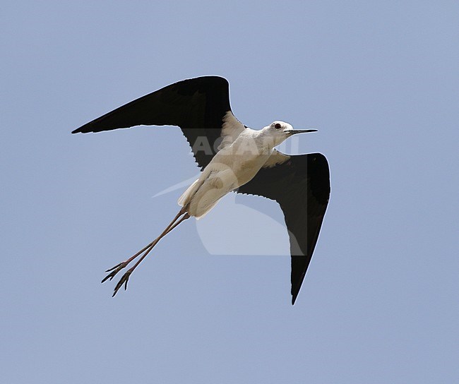 Steltkluut, Black-winged Stilt, Himantopus himantopus stock-image by Agami/James Eaton,