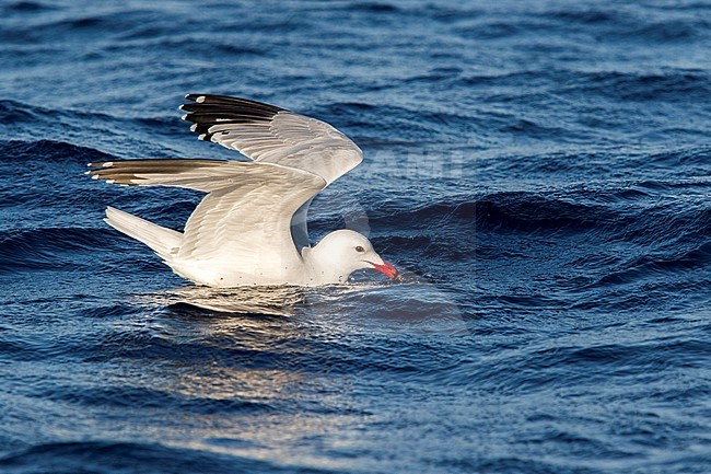 Audouin's Gull; Audouins Meeuw, Ichthyaetus audouinii stock-image by Agami/Oscar Díez,