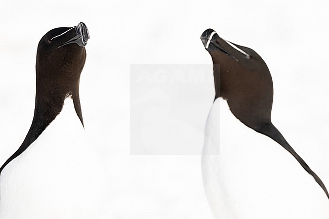  stock-image by Agami/Menno van Duijn,