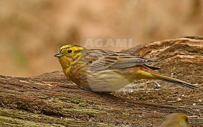 Emberiza citrinella, Yellowhammer stock-image by Agami/Eduard Sangster,