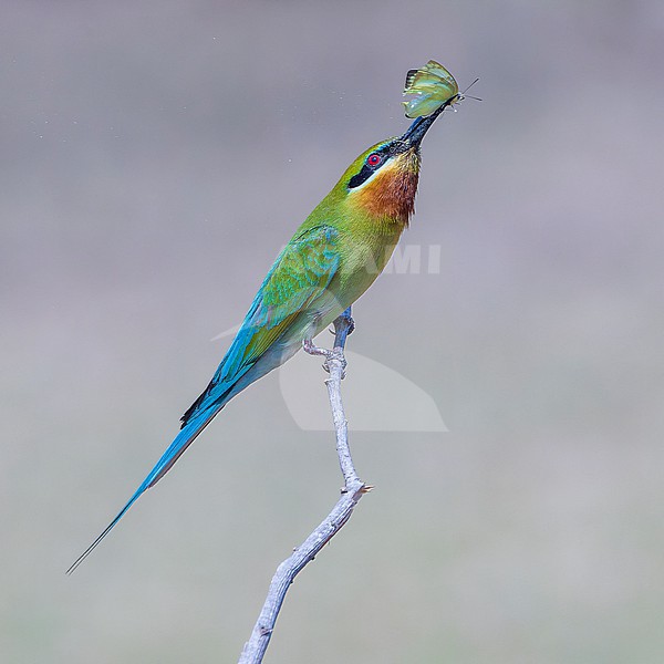 Blue-tailed Bee-eater (Merops philippinus) perched with a caught butterfly. stock-image by Agami/Lennart Verheuvel,