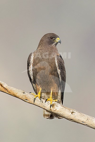 Adult (dark morph)
San Diego Co., CA
April 2023 stock-image by Agami/Brian E Small,