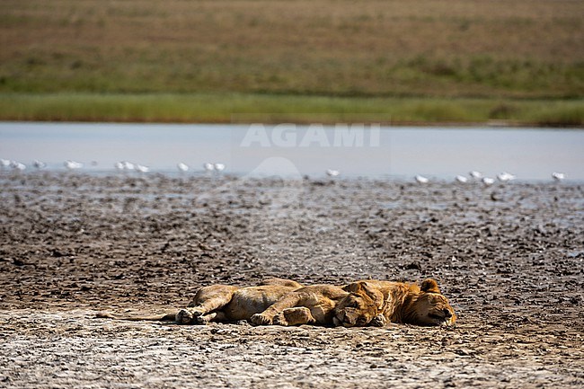 Two lions, Panthera leo, resting in Ndutu. Ndutu, Ngorongoro Conservation Area, Tanzania. stock-image by Agami/Sergio Pitamitz,