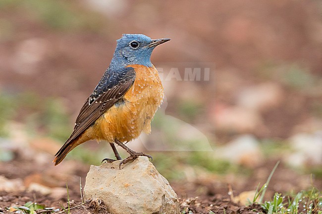 Common Rock Thrush (Monticola saxatilis), adult male stsanding on a stone stock-image by Agami/Saverio Gatto,