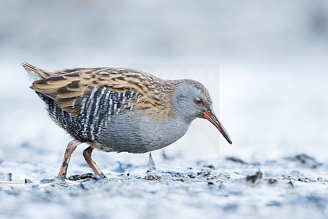 Adult Water Rail (Rallus aquaticus aquaticus) walking on the ground in a wetland in Germany. stock-image by Agami/Ralph Martin,