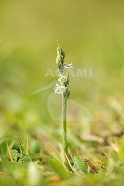 herfstschroeforchis; Autumn Lady's Tresses; stock-image by Agami/Walter Soestbergen,