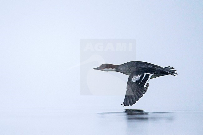 Smew (Mergus albellus) during flight in the mist in autumn stock-image by Agami/Arto Juvonen,