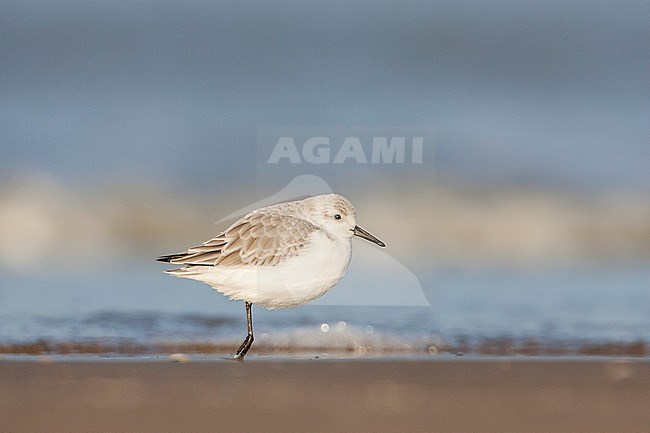 Drieteenstrandloper springend in branding; Sanderling jumping in surf stock-image by Agami/Menno van Duijn,