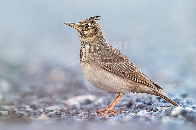 Crested Lark (Galerida cristata neumanni) standing on the ground in Italy. stock-image by Agami/Daniele Occhiato,
