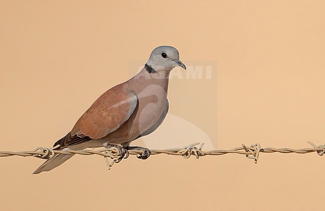 Red Collared Dove or Red Turtle Dove (Streptopelia tranquebarica) is a widespread species in Asia, but a vagrant in Oman stock-image by Agami/Eduard Sangster,