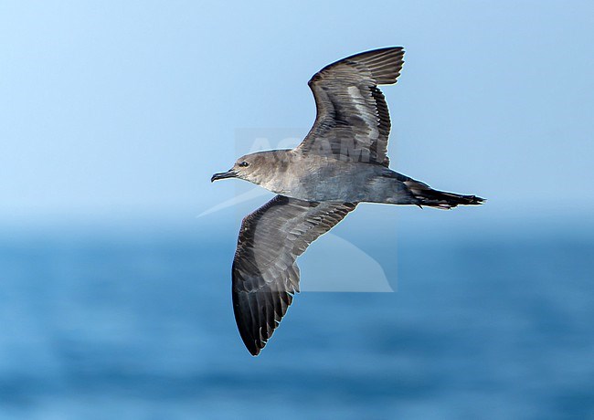 Dark morph Wedge-tailed shearwater (Ardenna pacifica) off Mexico. stock-image by Agami/Dani Lopez-Velasco,