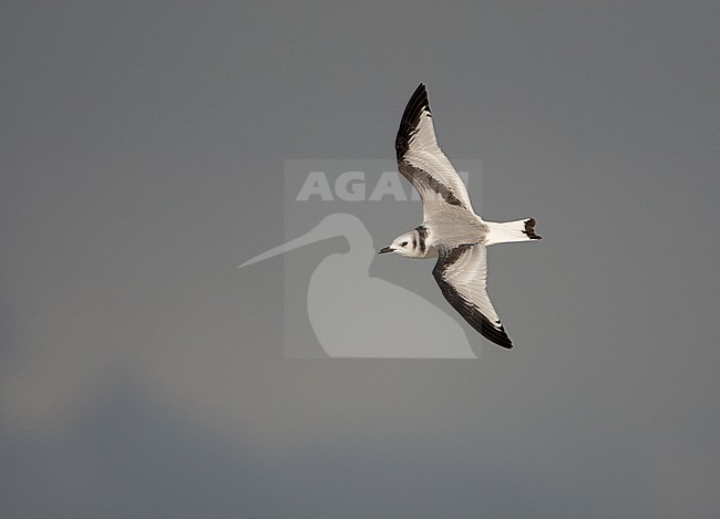 Drieteenmeeuw, Black-legged Kittiwake, Rissa tridactyla stock-image by Agami/Arie Ouwerkerk,