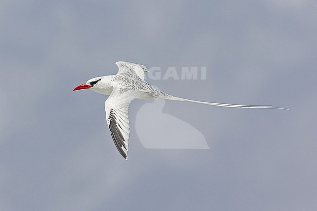 Adult Red-billed Tropicbird (Phaethon aethereus mesonauta) at sea off the Galapagos Islands, part of the Republic of Ecuador. stock-image by Agami/Pete Morris,