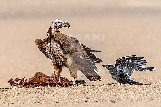 Adult Southern Lappet-faced Vulture (Torgos tracheliotos nubicus) sitting near camel market in desert, Bir Shelatein, Egypt. stock-image by Agami/Vincent Legrand,