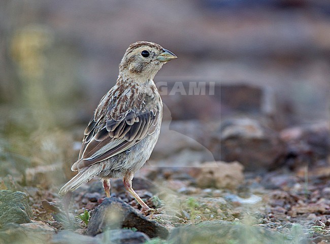 Immature Corn Bunting (Emberiza calandra) perched on the ground in Portugal stock-image by Agami/Harvey van Diek,