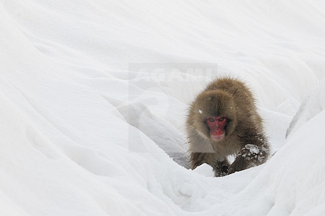  stock-image by Agami/Rob Riemer,