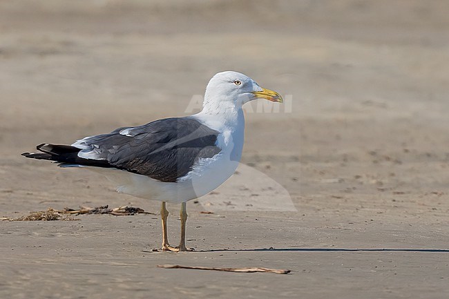 Adult (4th year)
Galveston Co., TX
April 2023 stock-image by Agami/Brian E Small,