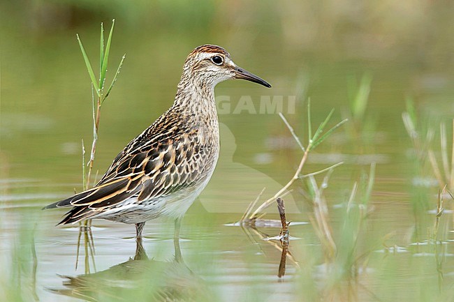 Asian vagrant first-winter Sharp-tailed Sandpiper (Calidris acuminata) standing in a marsh in Ventura County, California, USA, during September 2016. stock-image by Agami/Brian E Small,