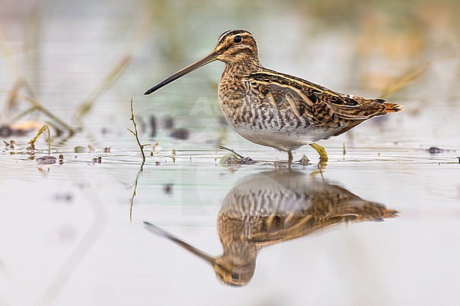 Common Snipe (Gallinago gallinago) in Italy. stock-image by Agami/Daniele Occhiato,