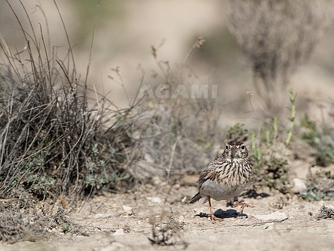 Dupont's Lark (Chersophilus duponti duponti) in Spanish steppes. stock-image by Agami/Marc Guyt,