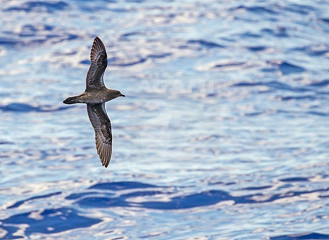 Henderson petrel, Pterodroma atrata/ Photographed during a Pitcairn Henderson and The Tuamotus expedition cruise. stock-image by Agami/Pete Morris,