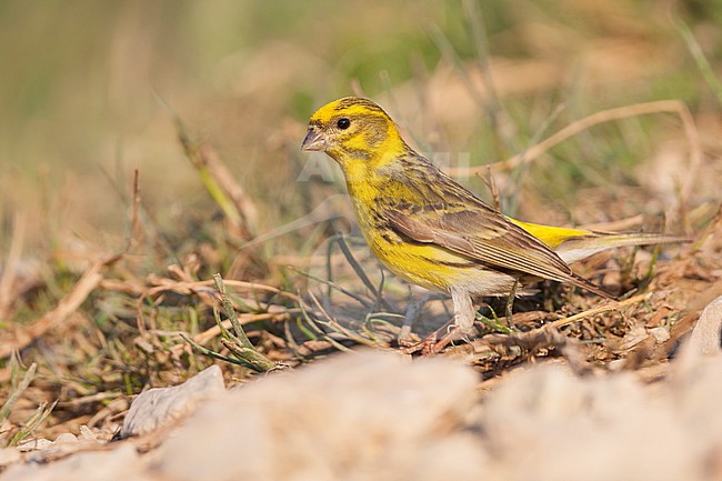 Europese Kanarie, Serin, Serinus serinus stock-image by Agami/Ralph Martin,