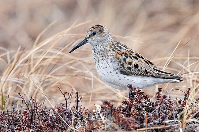 Adult breeding 
Nome, AK 
June 2009 stock-image by Agami/Brian E Small,