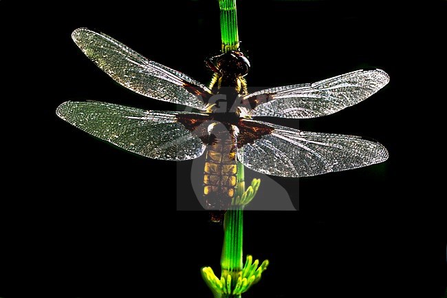 Female Broad-bodied Chaser stock-image by Agami/Wil Leurs,