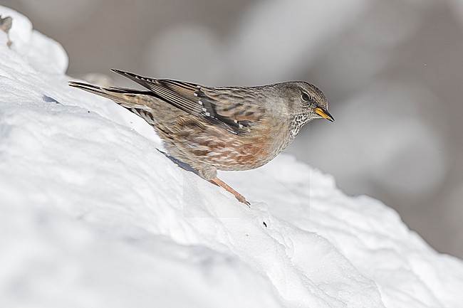 Alpine Accentor (Prunella collaris) sitting in a snow coverd moutain landscape in the swiss alps. stock-image by Agami/Marcel Burkhardt,