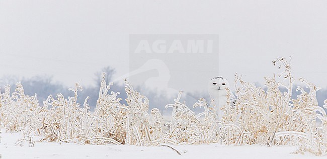 Female Snowy Owl (Bubo scandiaca) wintering in Ottawa, Canada. stock-image by Agami/Markus Varesvuo,