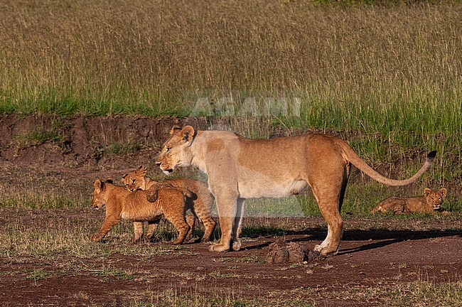 Portrait of a lioness, Panthera leo, with a pair of cubs. Masai Mara National Reserve, Kenya. stock-image by Agami/Sergio Pitamitz,