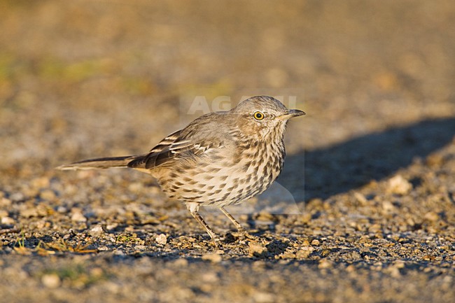 Bergspotlijster; Sage Thrasher stock-image by Agami/Marc Guyt,