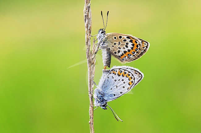 Silver-studded Blue, Plebejus aragus stock-image by Agami/Wil Leurs,