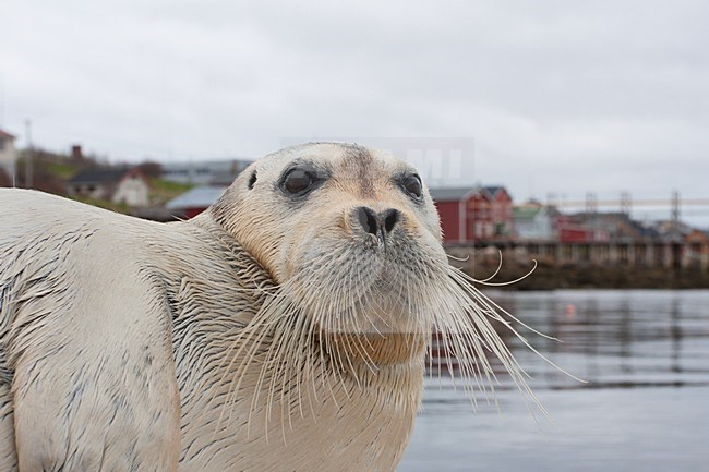 Baardrob, Bearded seal, Erignatus barbatus stock-image by Agami/Hugh Harrop,