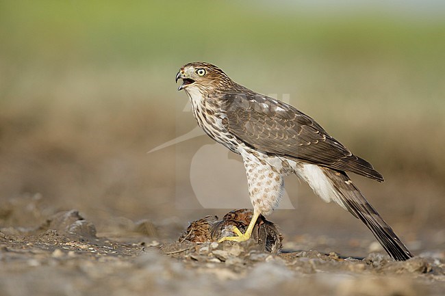 Immature Cooper's Hawk (Accipiter cooperii)  sitting on top of a caught prey in Chambers County, Texas, USA. Seen from the side. stock-image by Agami/Brian E Small,