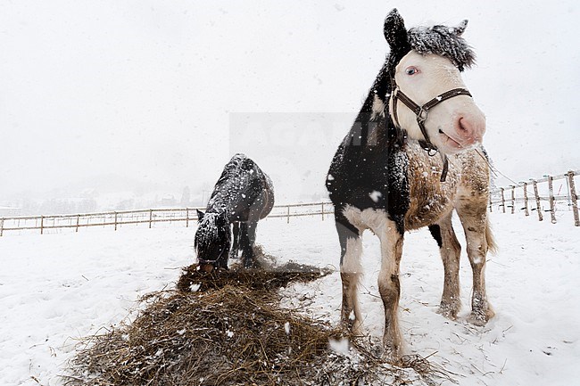 Two horses, one with blue eyes, in a snow shower. Gausvik, Troms, Norway. stock-image by Agami/Sergio Pitamitz,