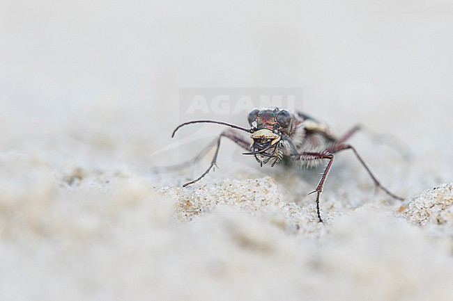 Cicindela maritima - Küsten-Sandlaufkäfer, Germany (Hamburg), imago stock-image by Agami/Ralph Martin,