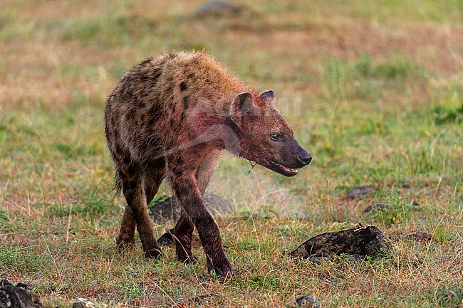 Spotted hyenas, Crocuta crocuta, feeding on a wildebeest, Connochaetes taurinus. stock-image by Agami/Sergio Pitamitz,