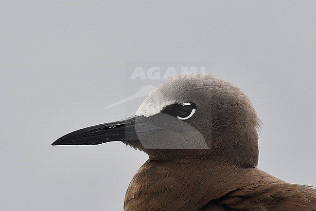 Closeup of an adult Brown Noddy (Anous stolidus stolidus) off St Helena island in the southern Atlantic Ocean. stock-image by Agami/Laurens Steijn,