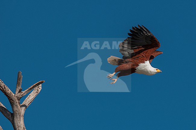 An African fish eagle, Haliaeetus vocifer, in flight. Chobe River, Chobe National Park, Kasane, Botswana. stock-image by Agami/Sergio Pitamitz,